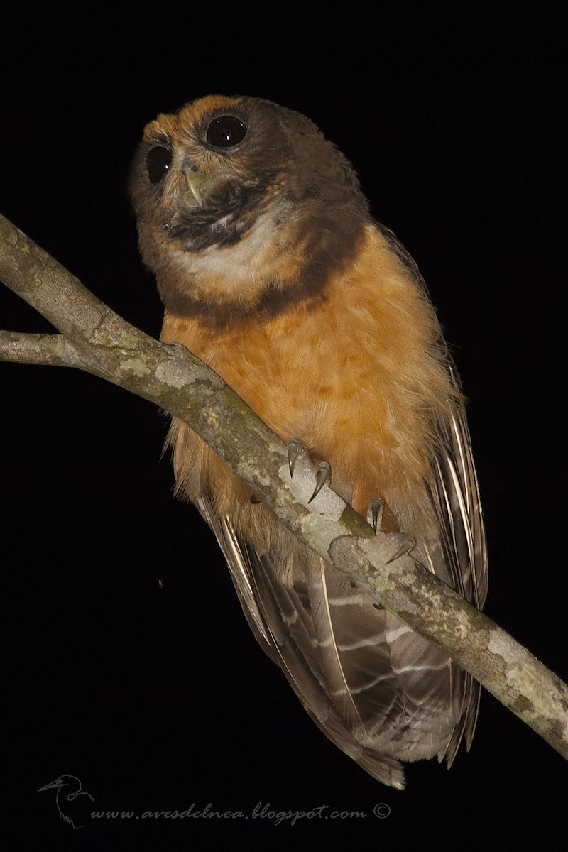 Tawny-browed Owl - ML41082531