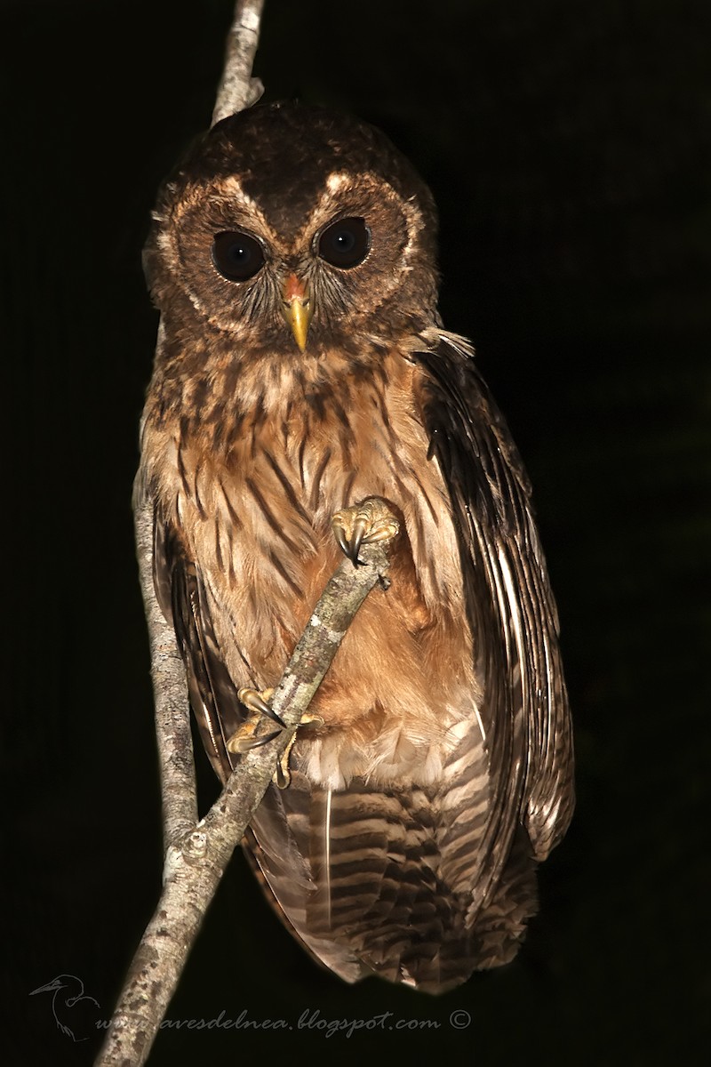 Mottled Owl - ML41082651