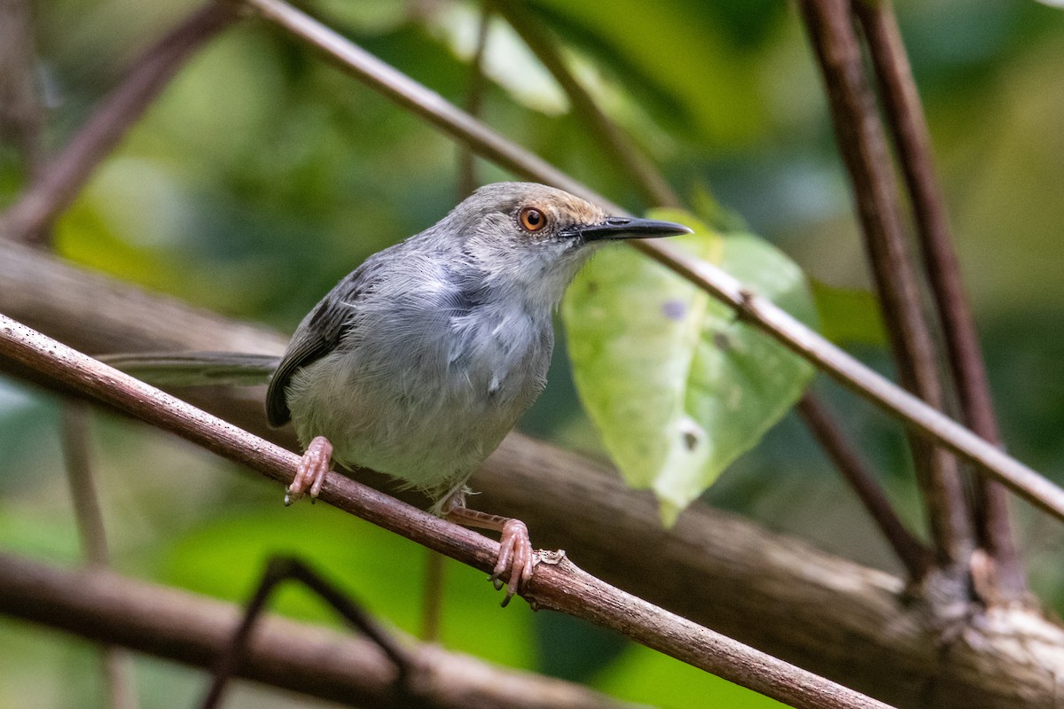 Long-billed Tailorbird (Long-billed) - Peter  Steward