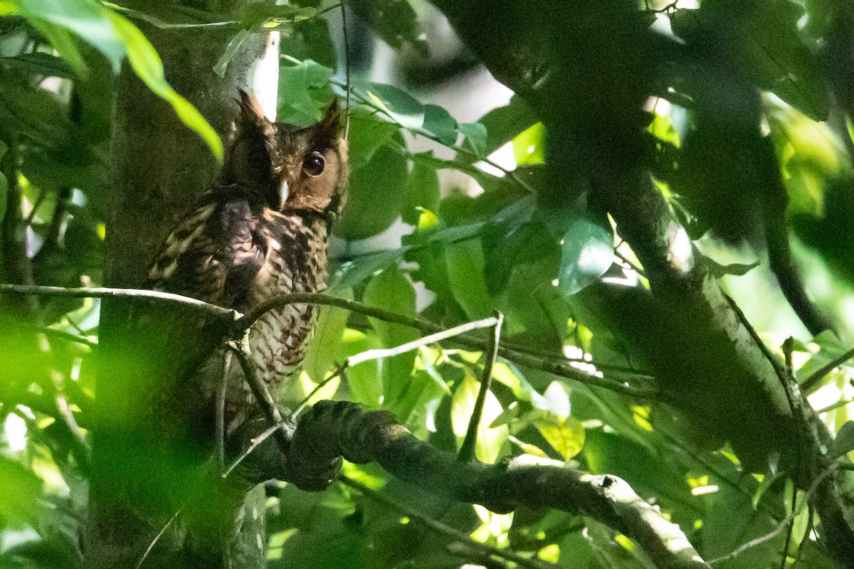 Fraser's Eagle-Owl (Usambara) - ML410830661