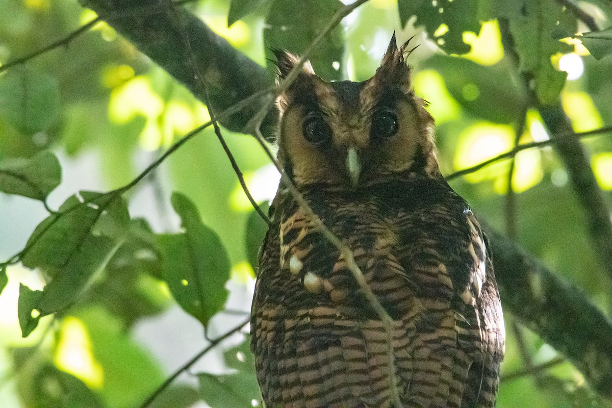 Fraser's Eagle-Owl (Usambara) - ML410830721