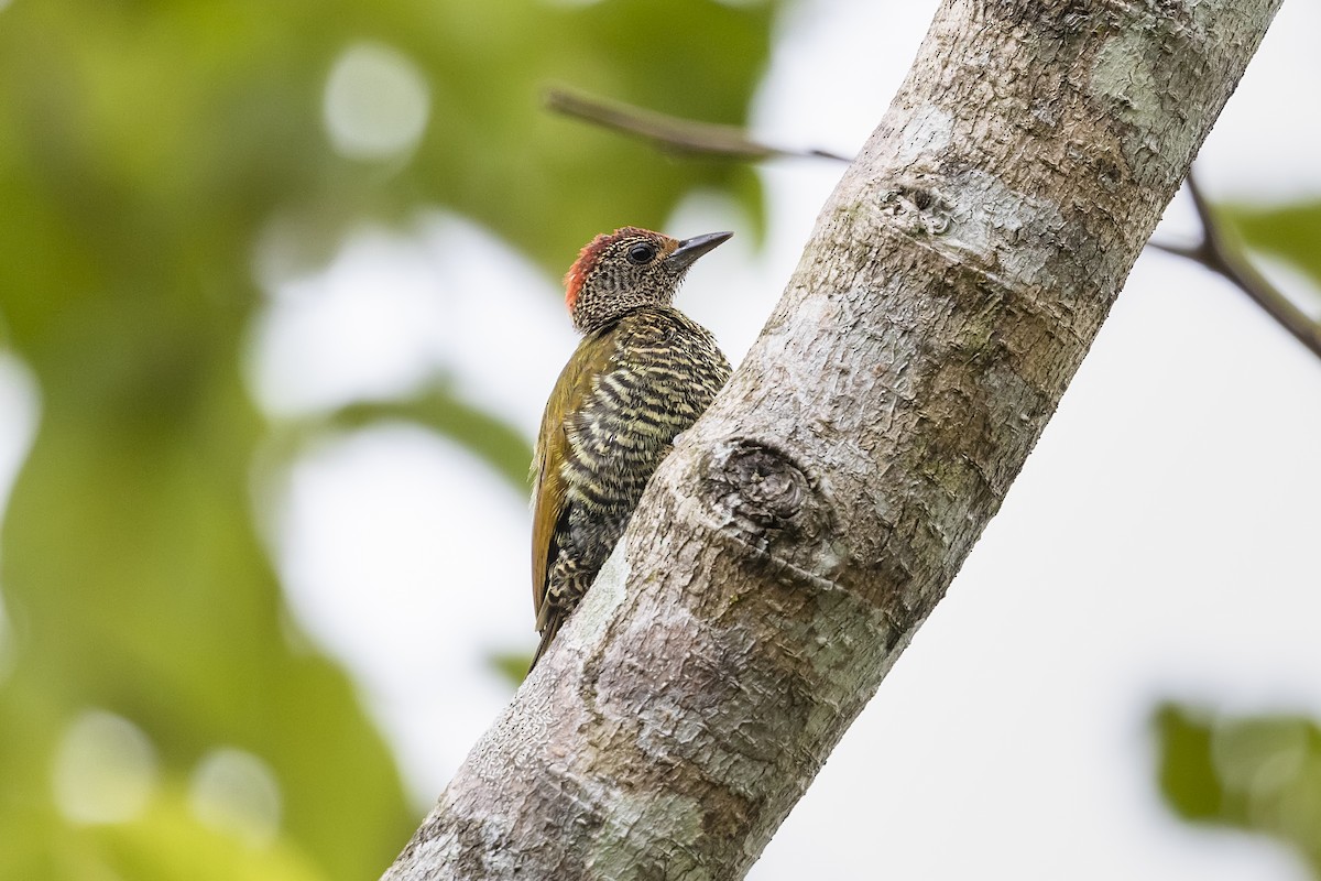 Green-backed Woodpecker (Little Green) - ML410831021
