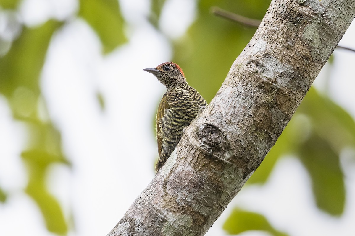 Green-backed Woodpecker (Little Green) - ML410831851