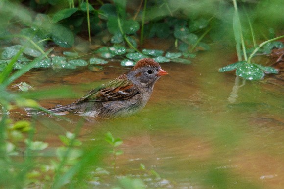 Field Sparrow - ML41083261