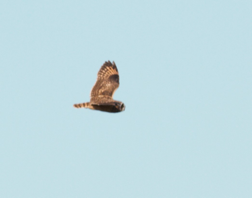 Short-eared Owl - ML410833011