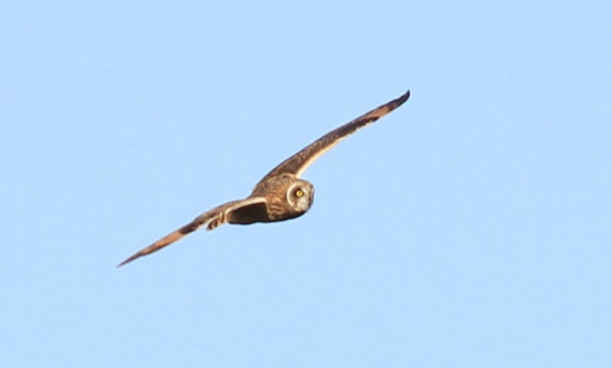 Short-eared Owl - Liliana Chavarria Duriaux