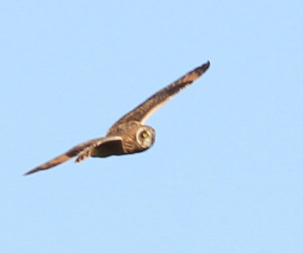 Short-eared Owl - ML410833601