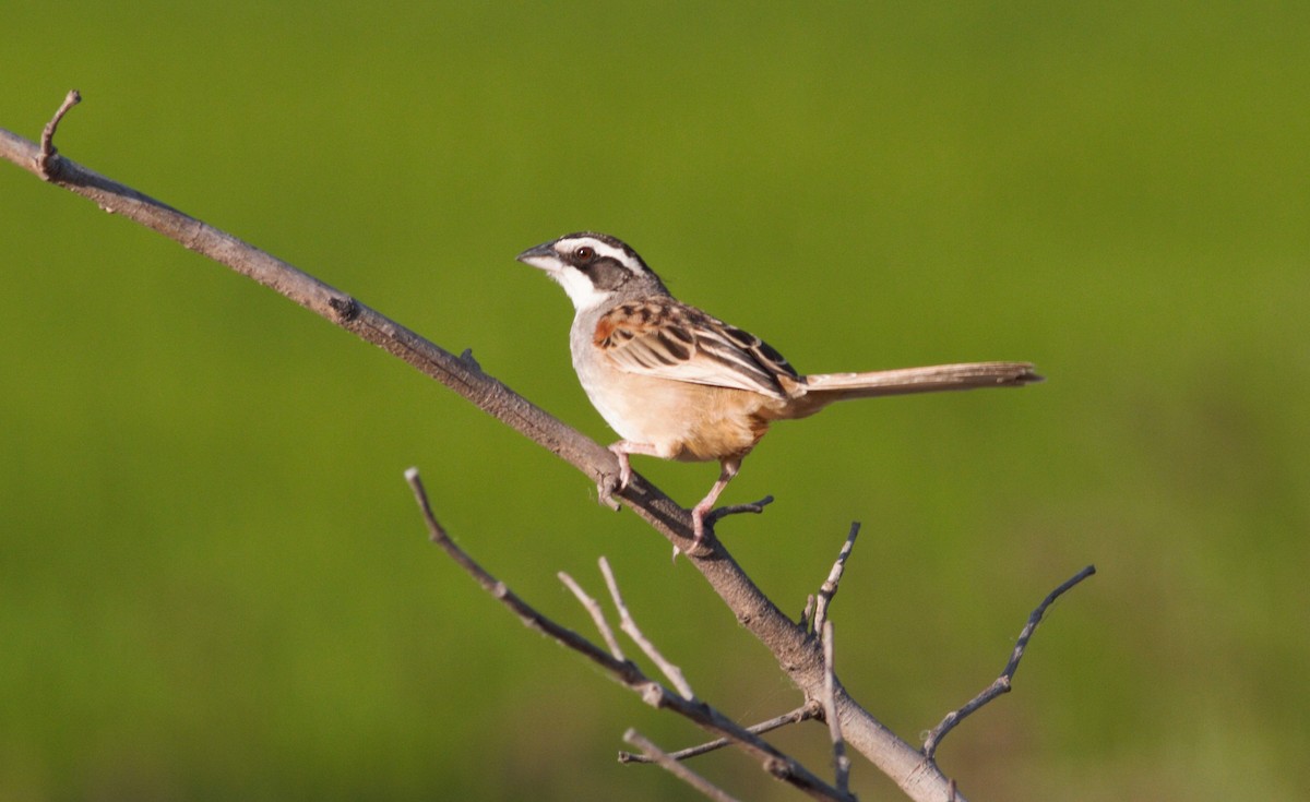 Stripe-headed Sparrow - ML410834661
