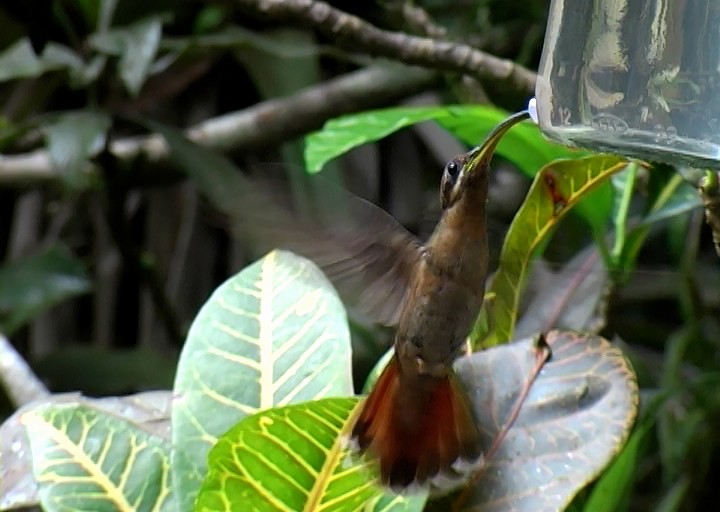 Rufous-breasted Hermit - ML410834791