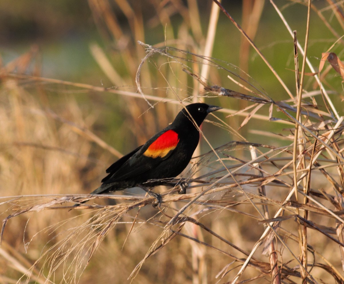Red-winged Blackbird - ML410835241