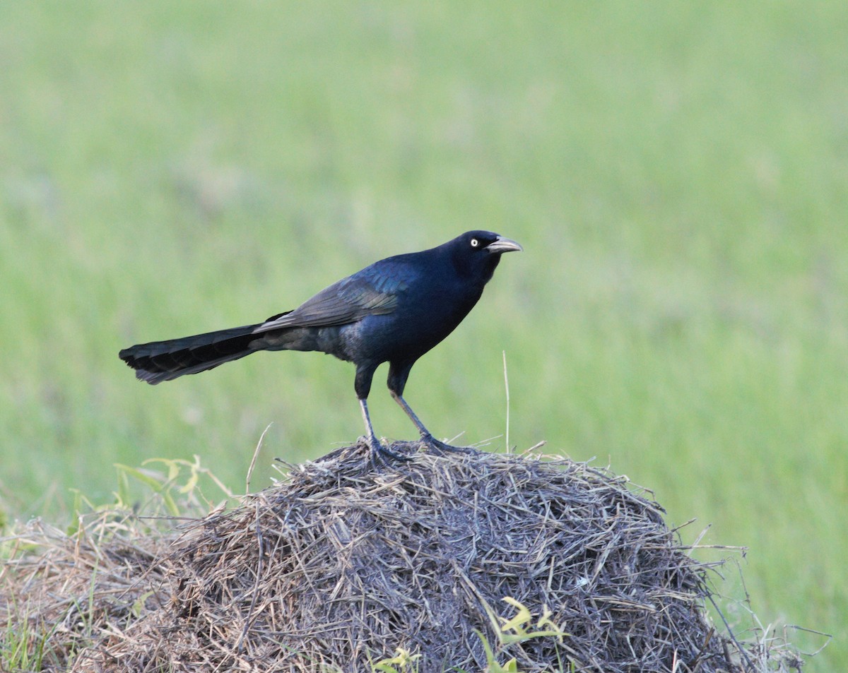 Great-tailed Grackle - ML410835451