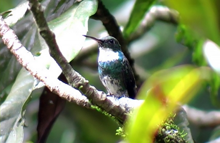 White-throated Hummingbird - ML410835881