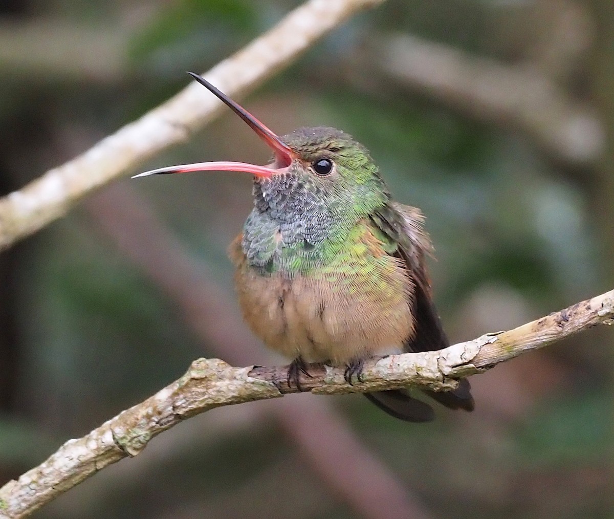 Buff-bellied Hummingbird (Northern) - ML410837761