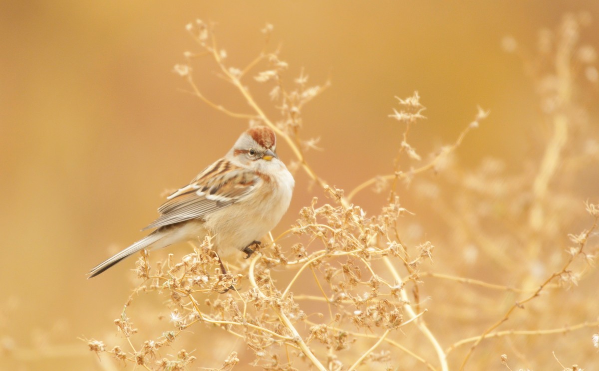 American Tree Sparrow - Reed Gorner