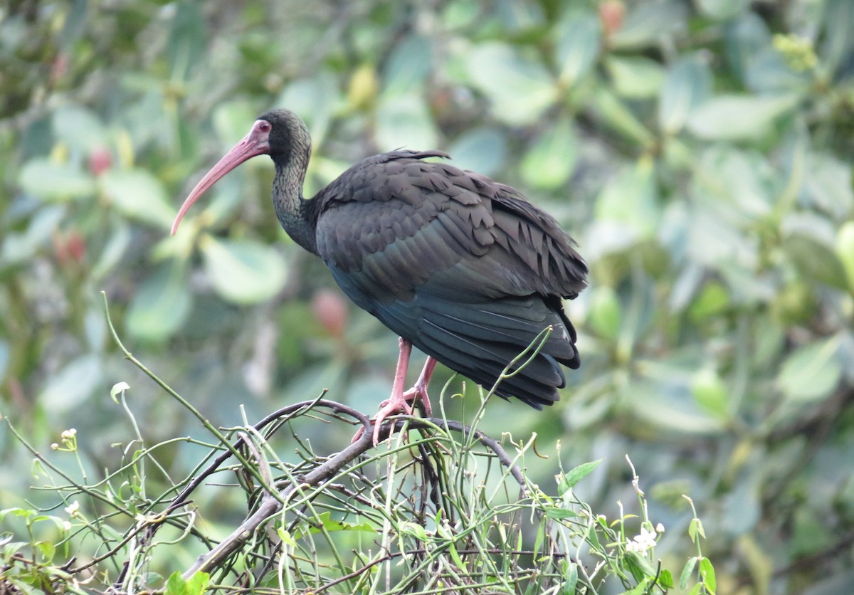 ibis tmavý - ML41085391