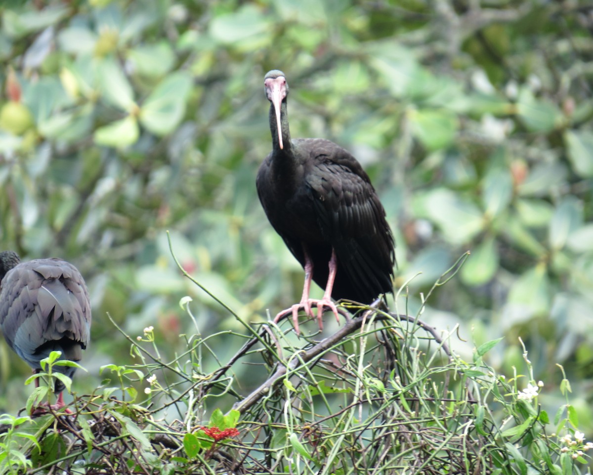 ibis tmavý - ML41085411