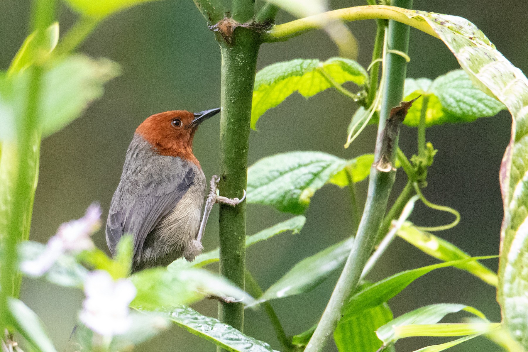 mrs-moreau-s-warbler-mrs-moreau-s-ebird