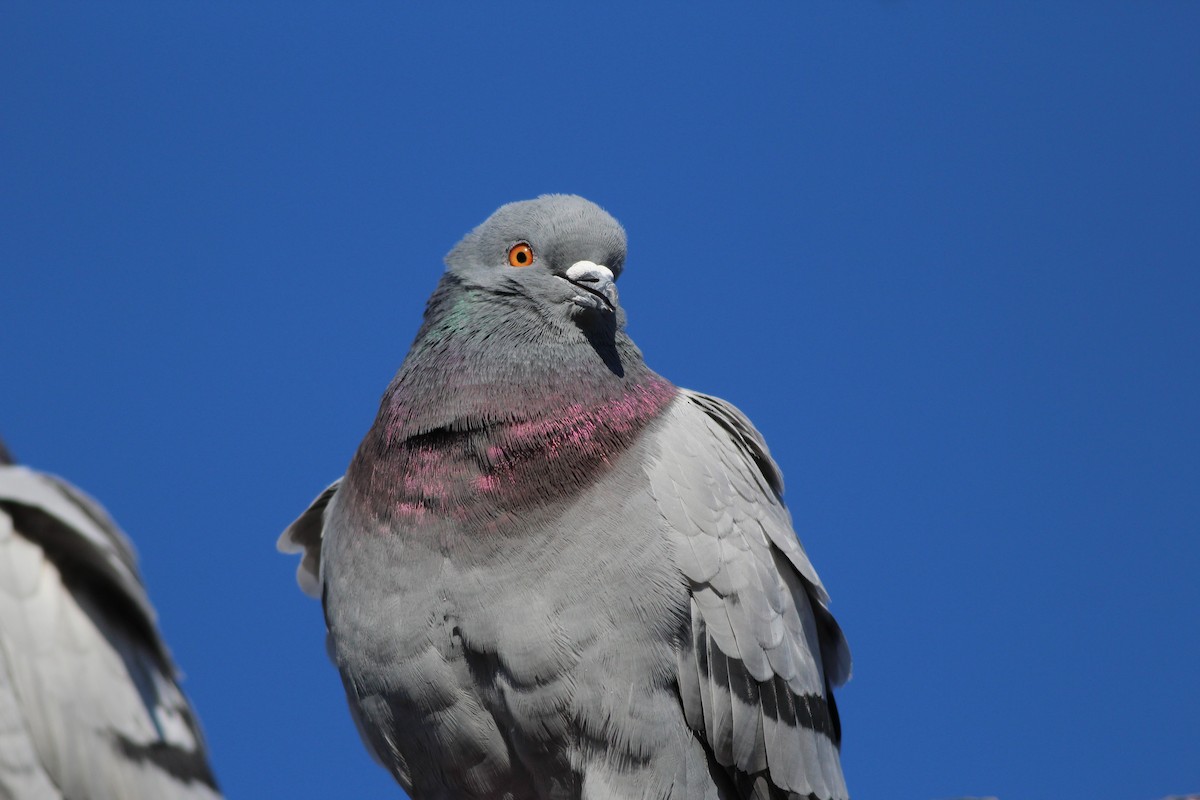 Сизый голубь (Одомашненного типа) - ML41086301