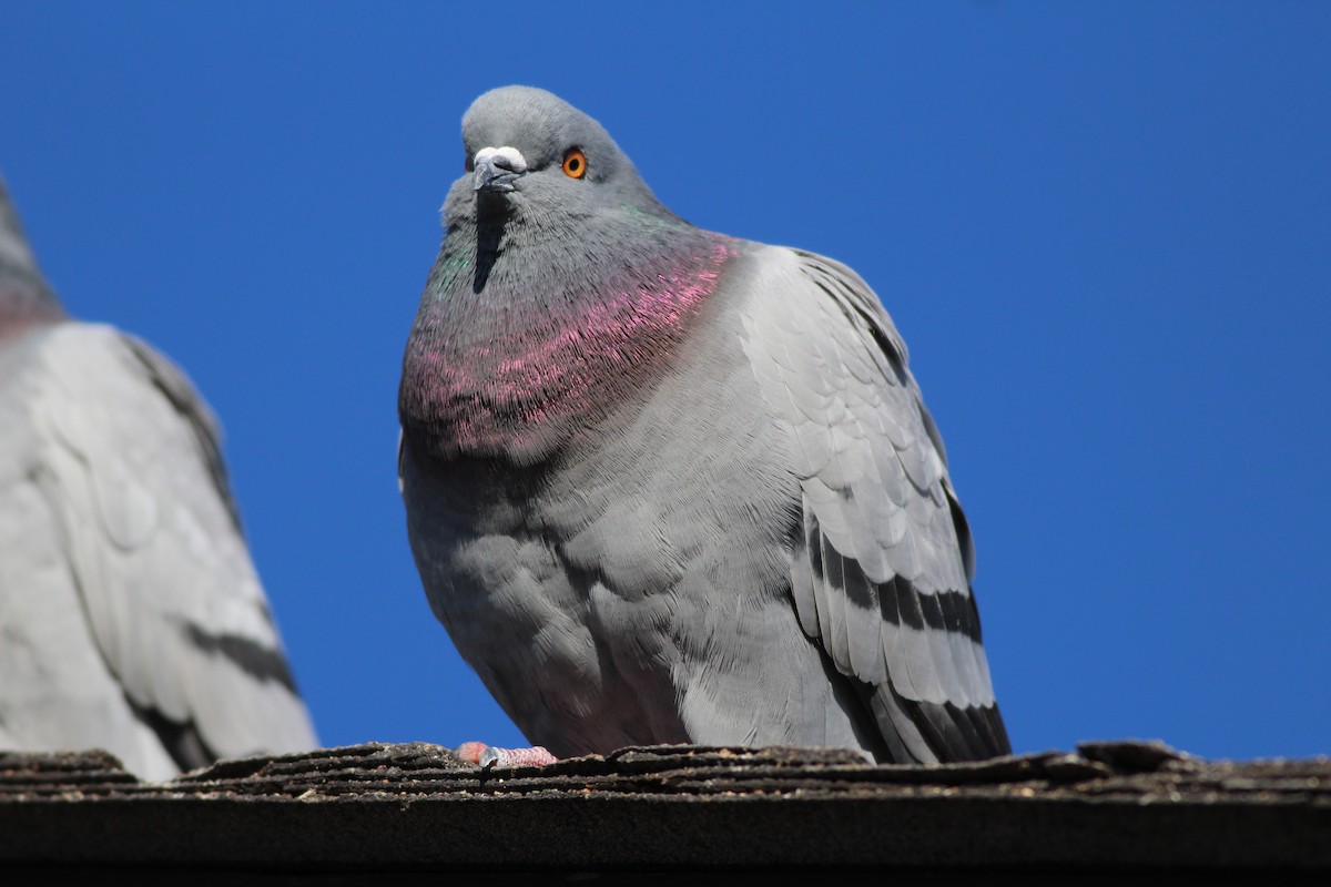 Rock Pigeon (Feral Pigeon) - Sequoia Wrens