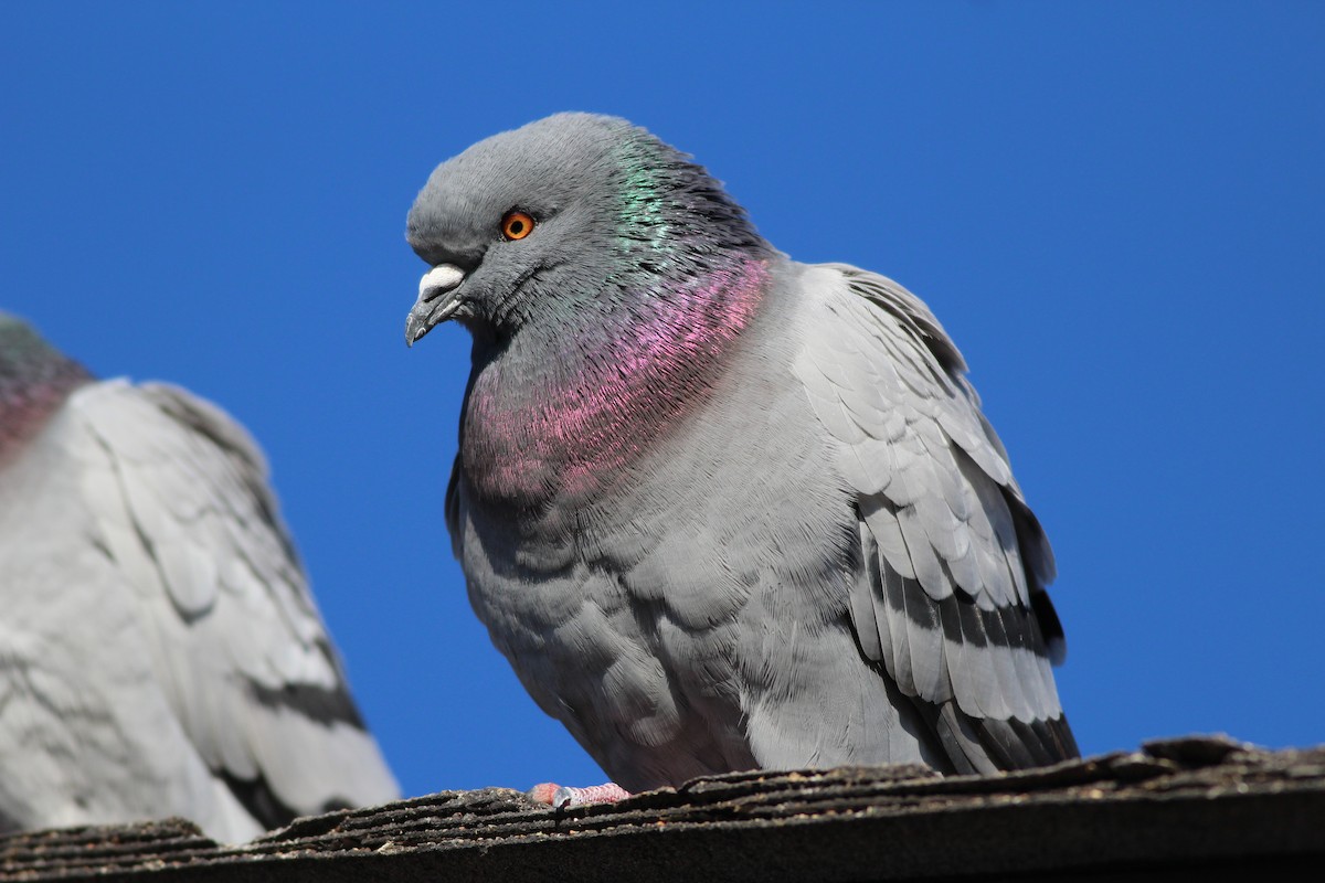 Rock Pigeon (Feral Pigeon) - ML41086321