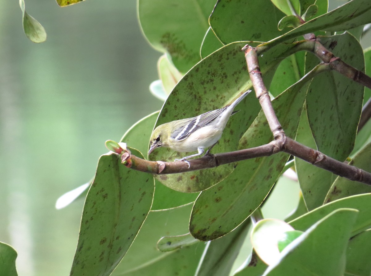 Bay-breasted Warbler - Andrés M. Cuervo