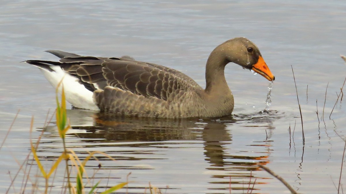 Greater White-fronted Goose - Barry Day