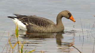 Greater White-fronted Goose, ML41086631