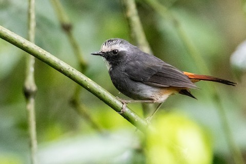 Olive-flanked Robin-Chat - Cossypha anomala - Birds of the World