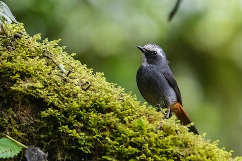 Olive-flanked Robin-Chat - Cossypha anomala - Birds of the World