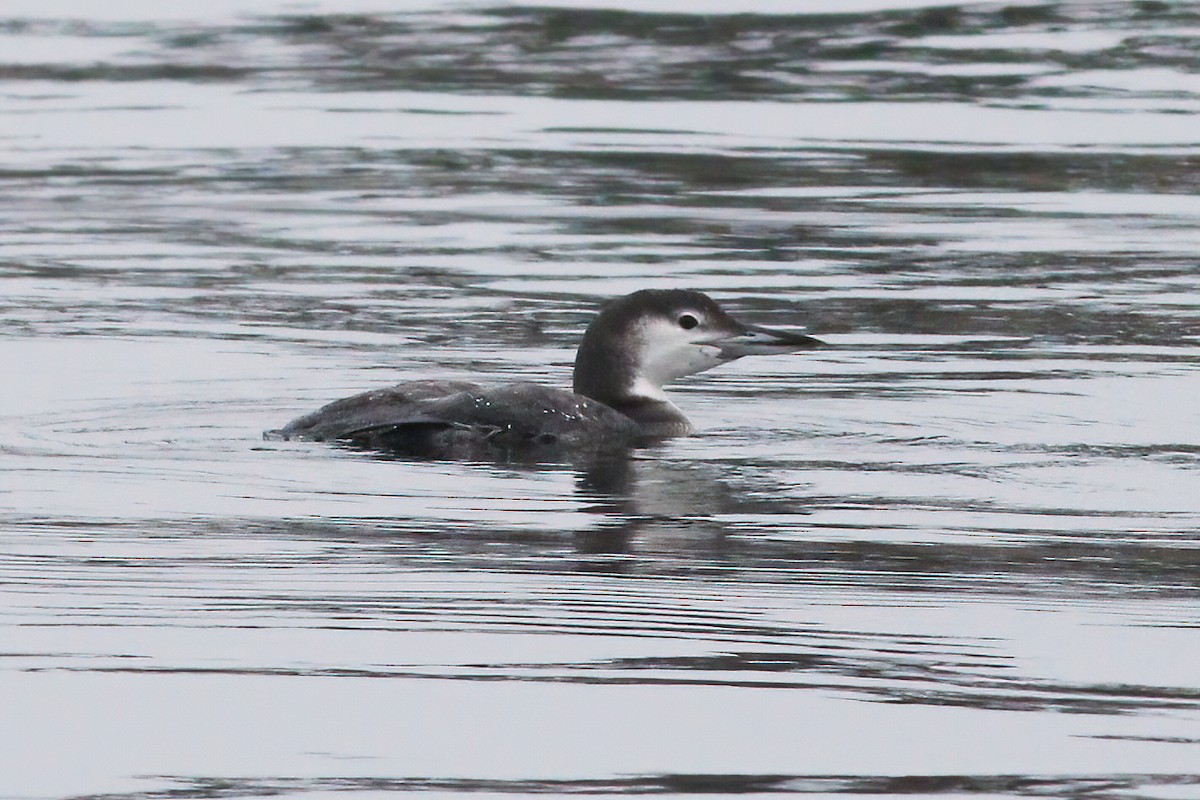 Common Loon - Gary Jarvis