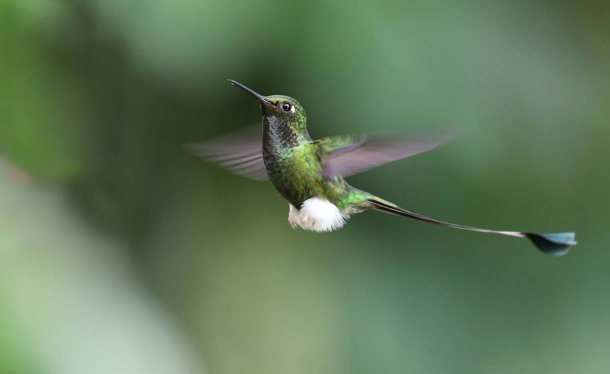White-booted Racket-tail - ML410868281