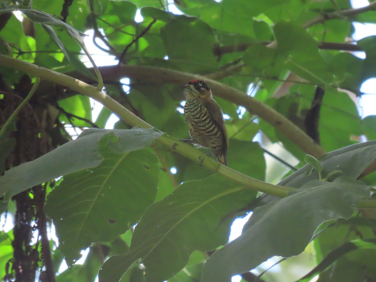 Ochre-collared Piculet - ML410868641