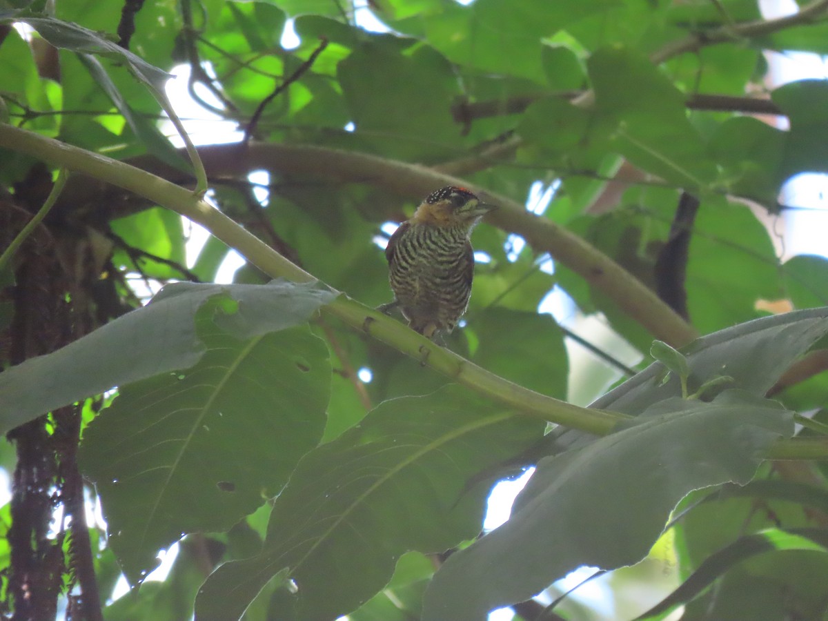 Ochre-collared Piculet - ML410868671