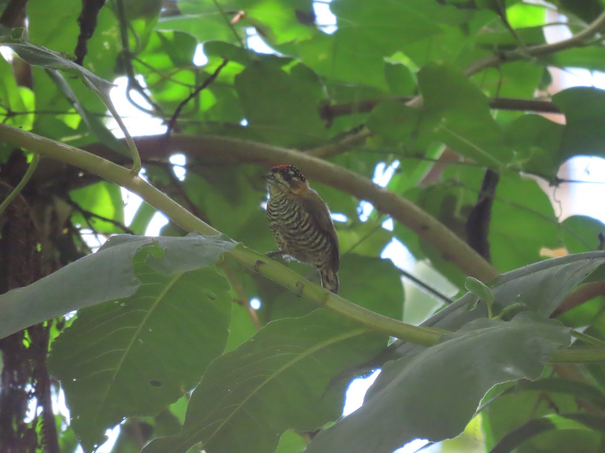 Ochre-collared Piculet - ML410868781