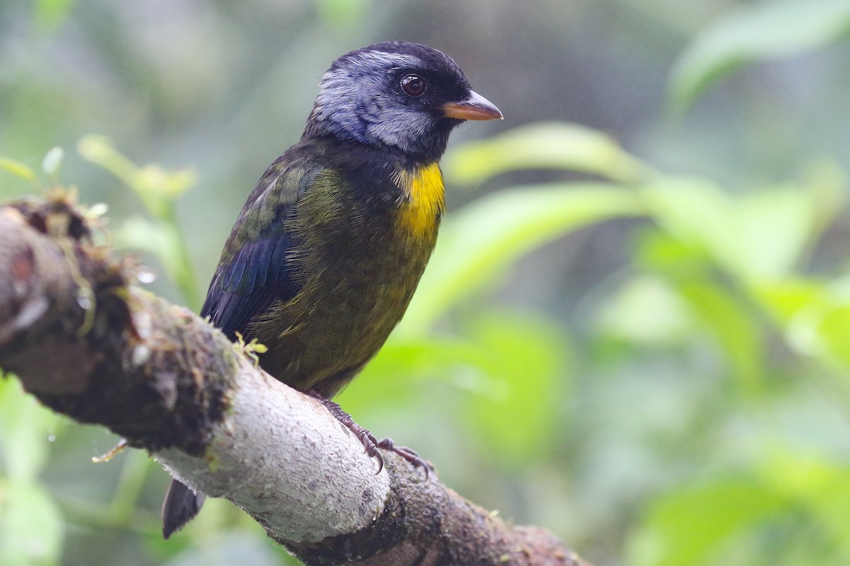 Moss-backed Tanager - ML410872121