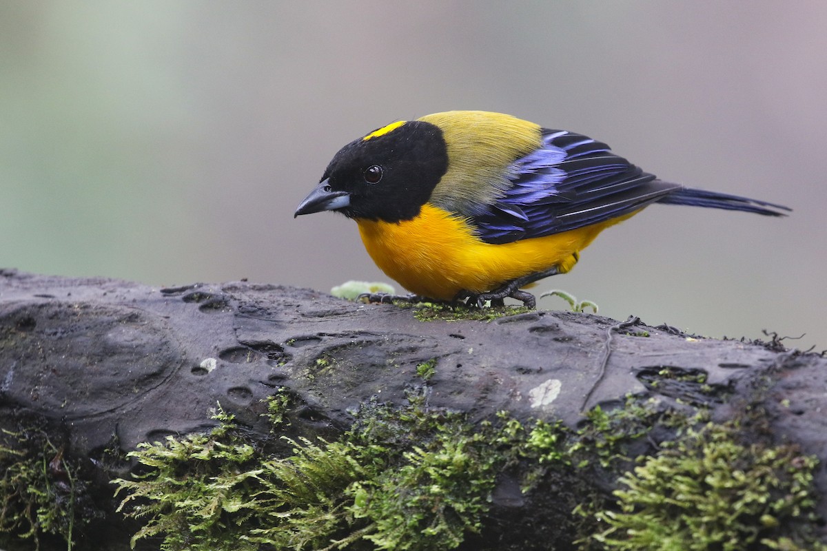 Black-chinned Mountain Tanager - ML410872181