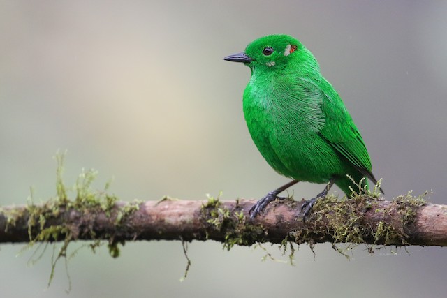 Glistening-green Tanager - eBird