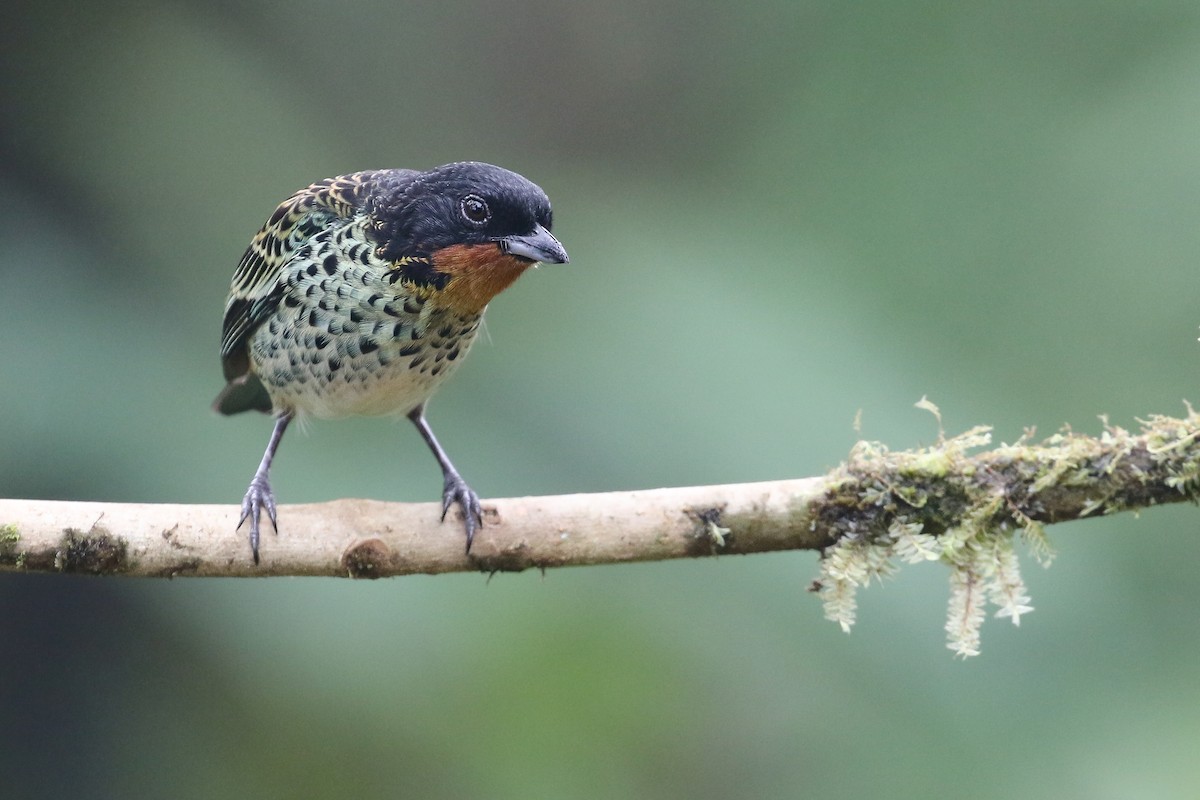 Rufous-throated Tanager - ML410872341