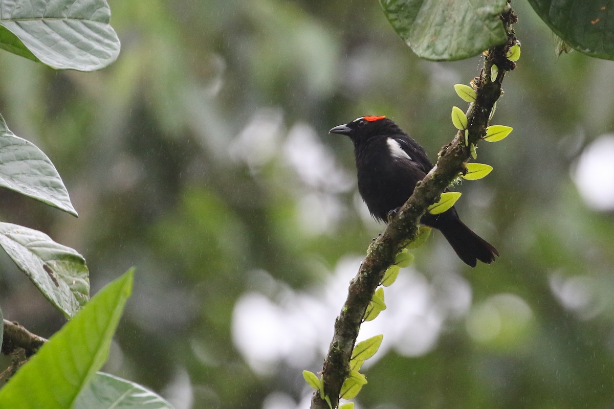 Scarlet-browed Tanager - ML410874641