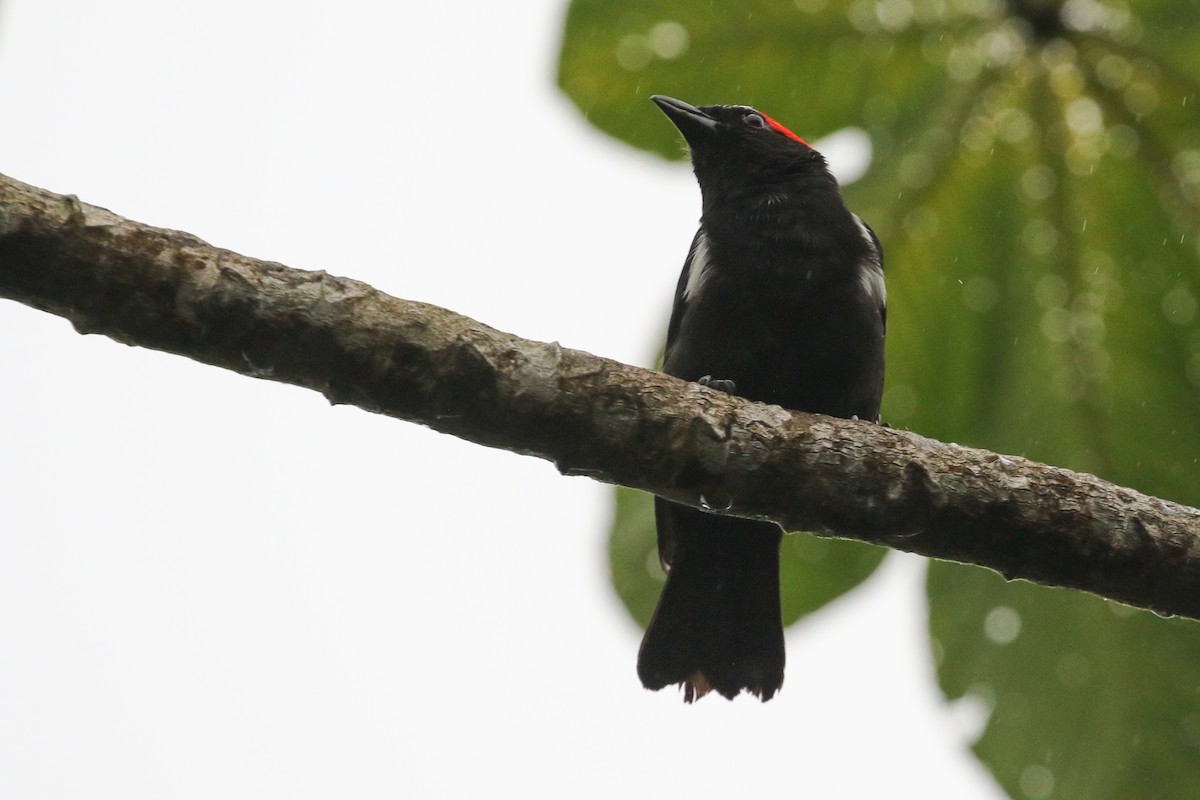 Scarlet-browed Tanager - ML410874681