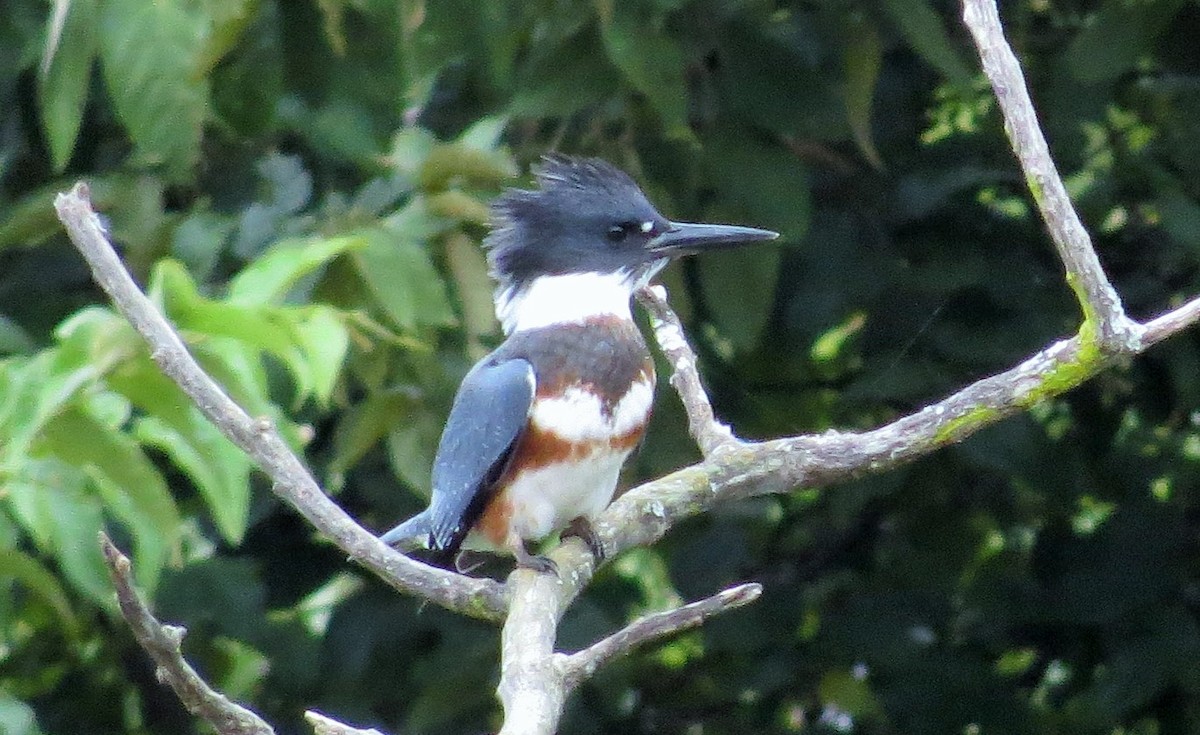Belted Kingfisher - ML41087641