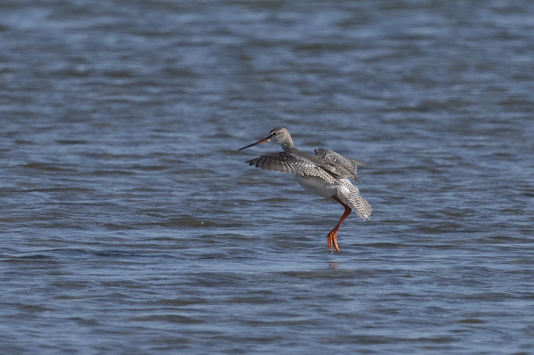 Spotted Redshank - ML410887191