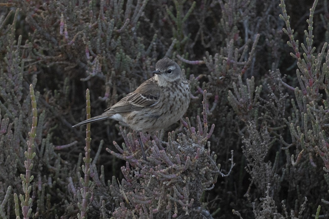 Water Pipit - ML410887761