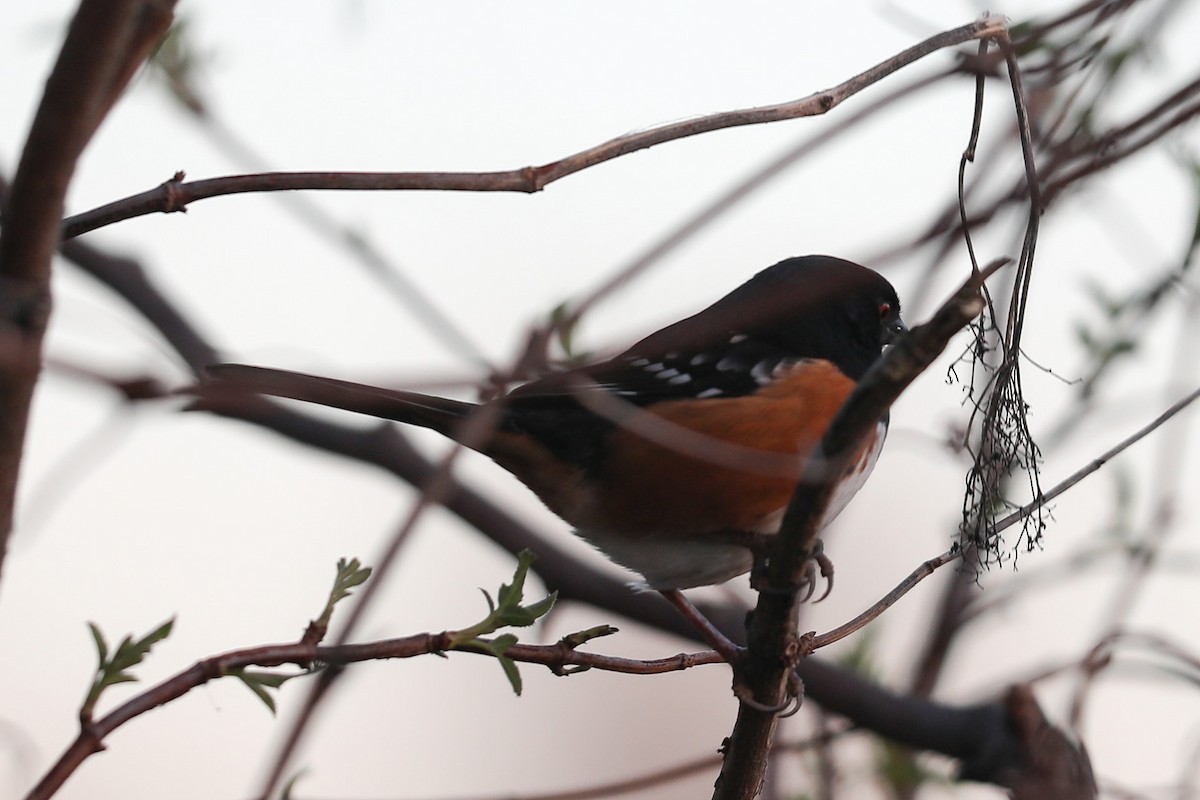 Spotted Towhee - ML410891351
