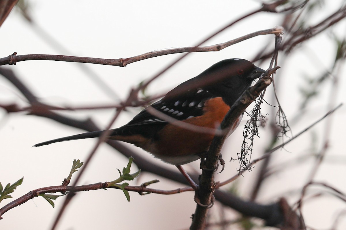 Spotted Towhee - ML410891361