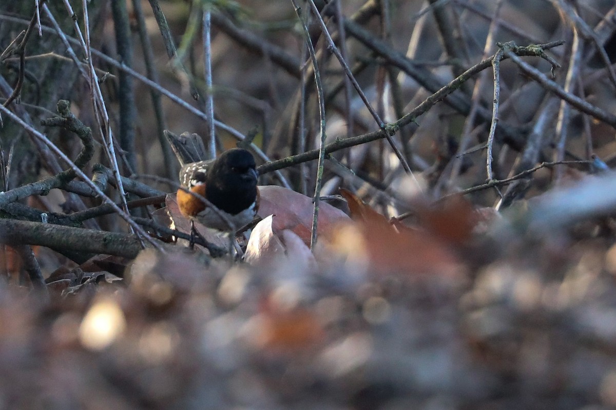 Spotted Towhee - ML410891391