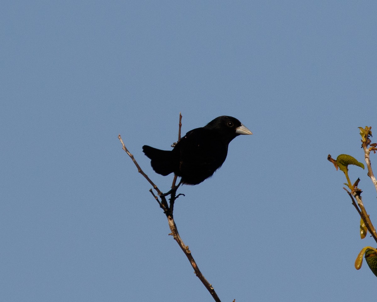 Cone-billed Tanager - ML410896301