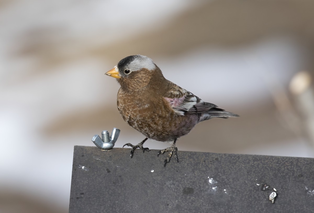 Gray-crowned Rosy-Finch - Adam Vesely
