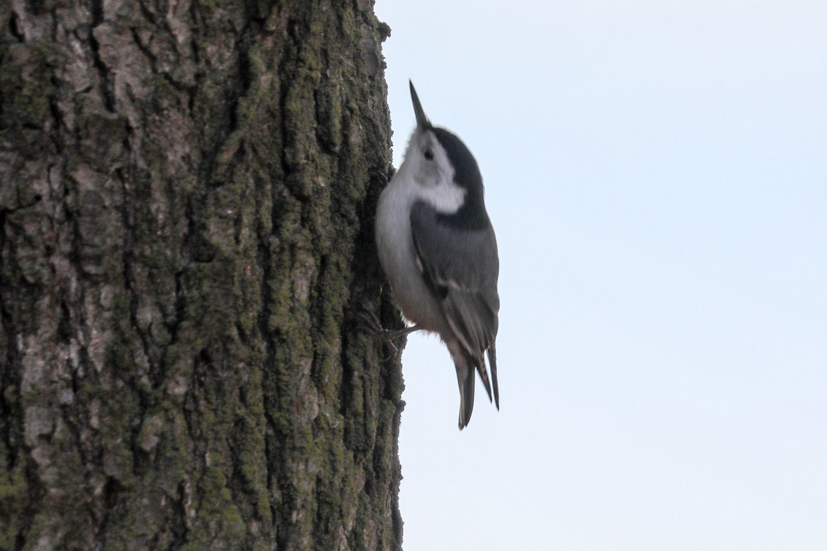 White-breasted Nuthatch - ML410898881