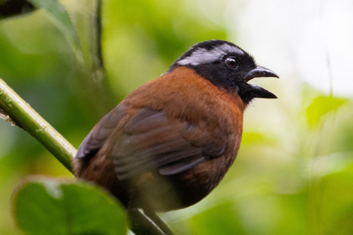 Tanager Finch - ML410903821